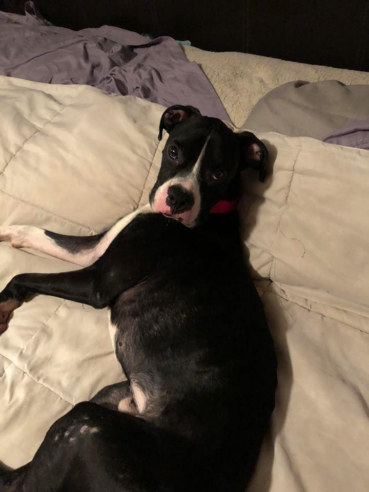 Enlarge Capone, a Adopted Boxer in Shakopee, MN image 2/3