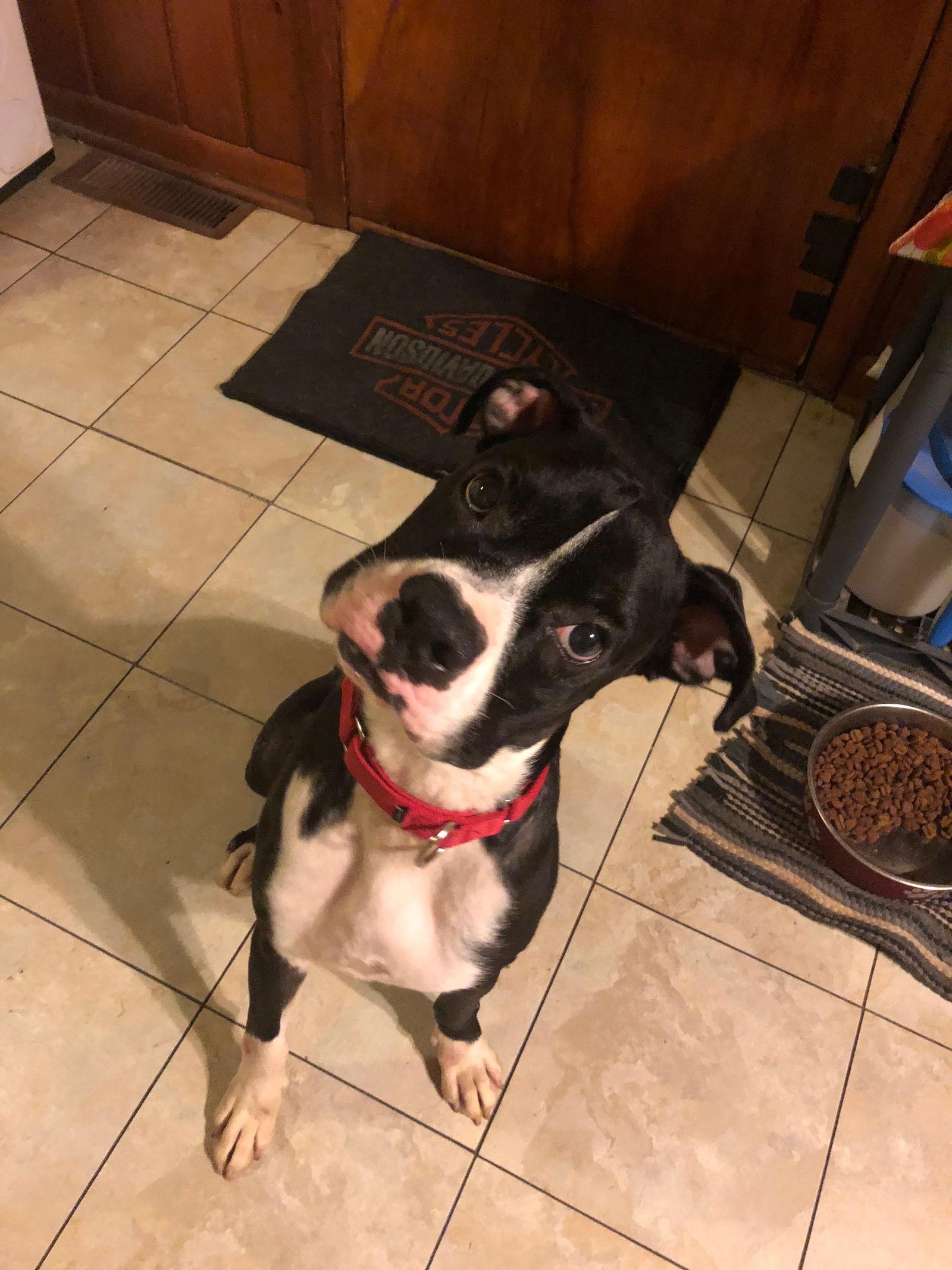 Enlarge Capone, a Adopted Boxer in Shakopee, MN image 3/3