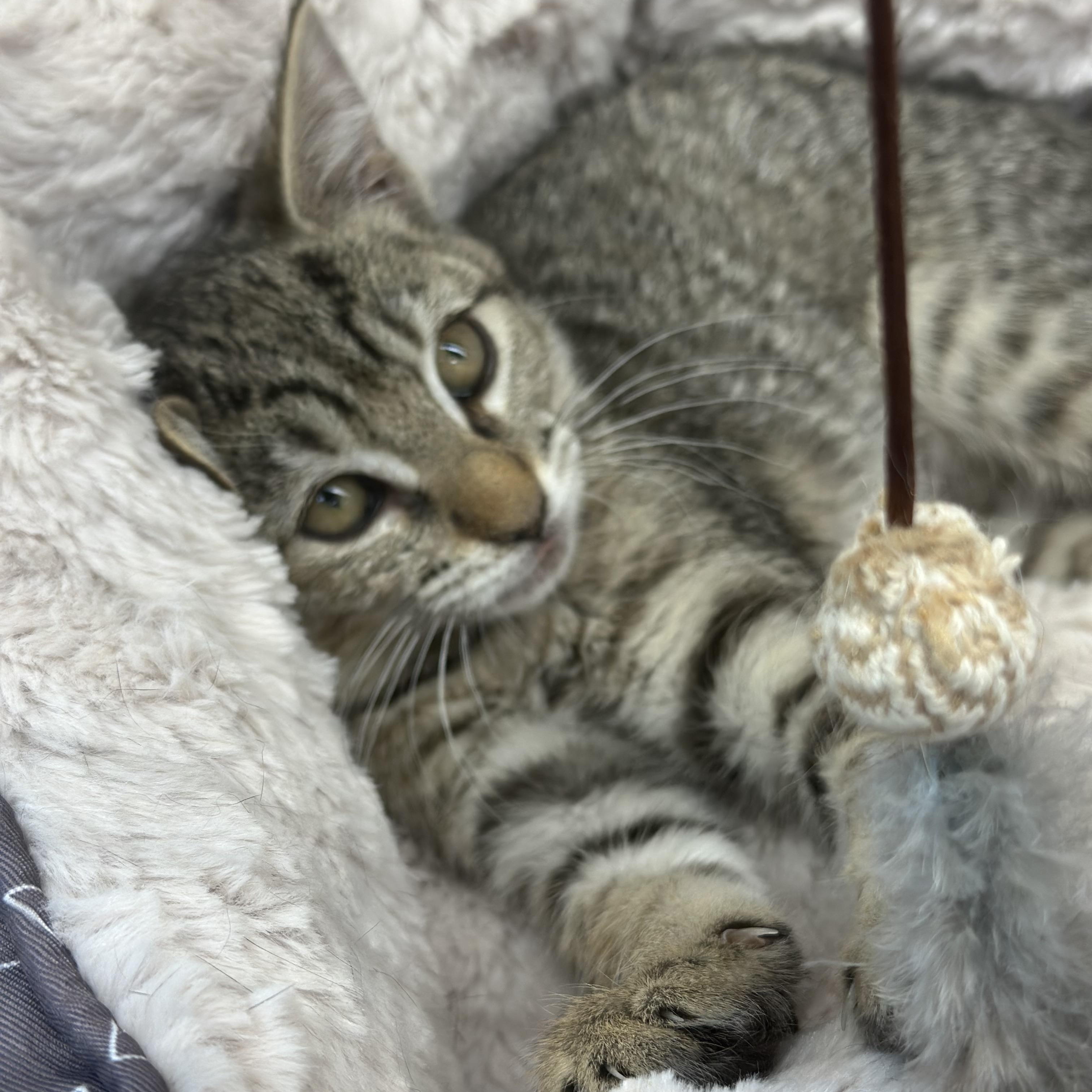 Beth, a Adoptable mixed breed in El Dorado Hills, CA image 1/4