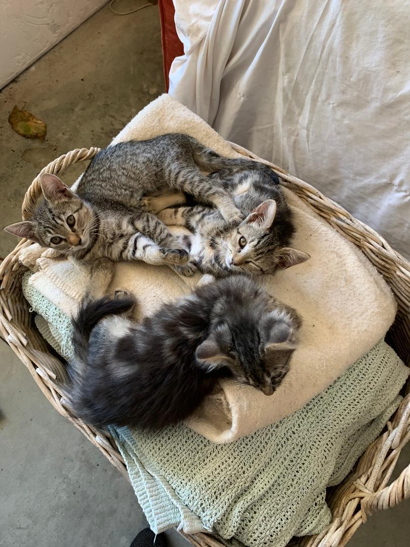 Beth, a Adoptable mixed breed in El Dorado Hills, CA image 2/4