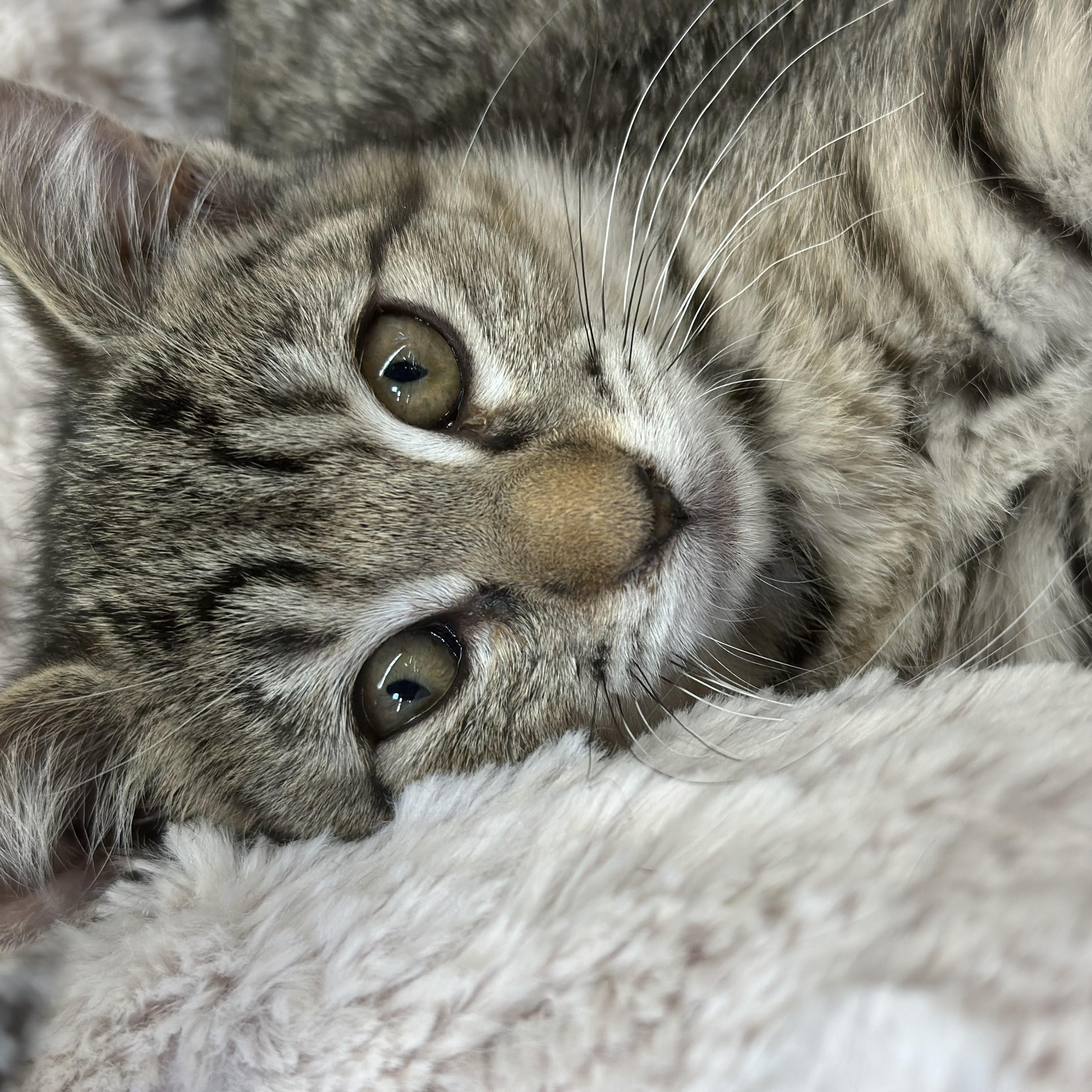 Beth, a Adoptable mixed breed in El Dorado Hills, CA image 3/4