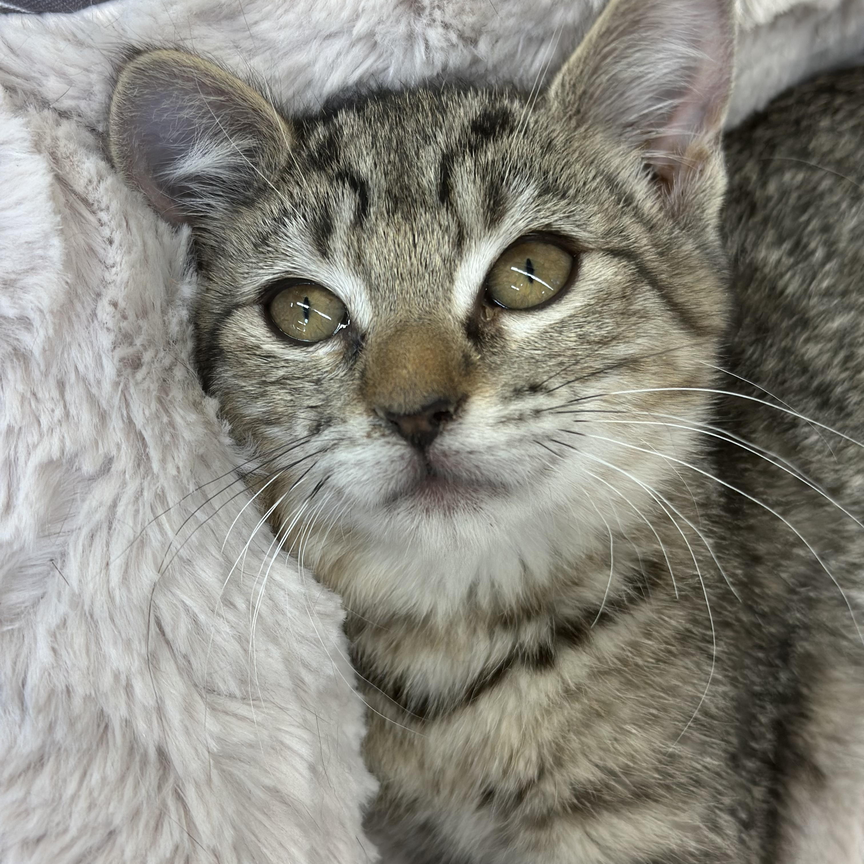 Beth, a Adoptable mixed breed in El Dorado Hills, CA image 4/4