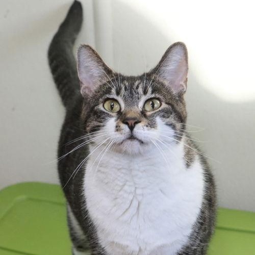 Enlarge Daesha, a ADOPTABLE Domestic Short Hair in Minneapolis, MN image 1/3