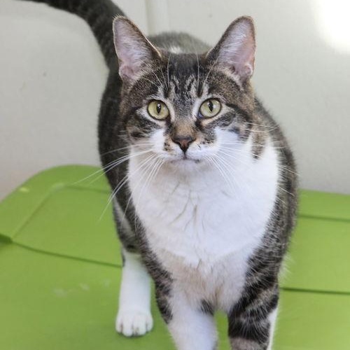 Enlarge Daesha, a ADOPTABLE Domestic Short Hair in Minneapolis, MN image 2/3