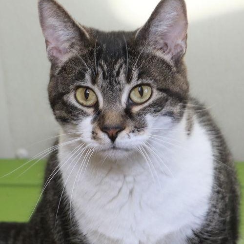 Enlarge Daesha, a ADOPTABLE Domestic Short Hair in Minneapolis, MN image 3/3