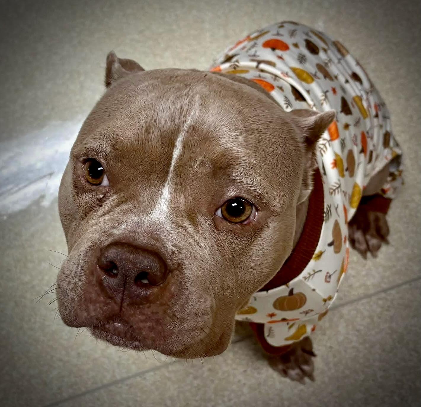 Bernice, ADOPTABLE, Young Female American Bully.