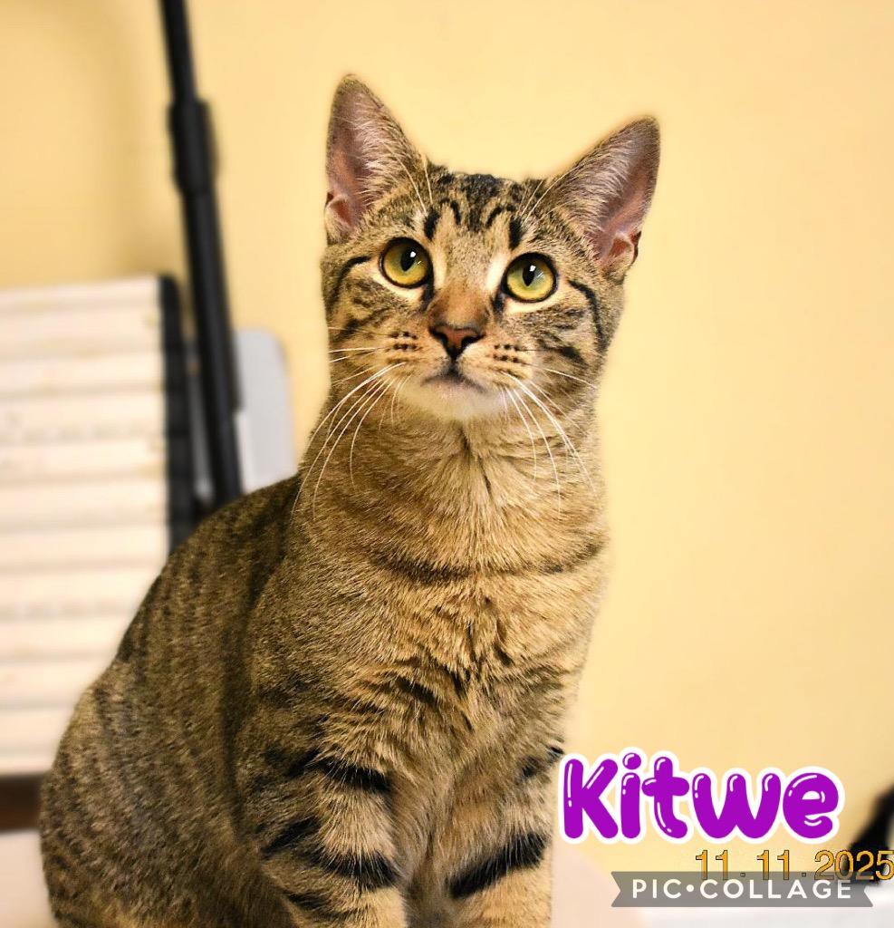 Kitwe, a Adoptable mixed breed in Fort Oglethorpe, GA image 1/4