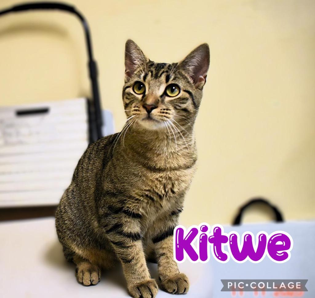 Kitwe, a Adoptable mixed breed in Fort Oglethorpe, GA image 2/4