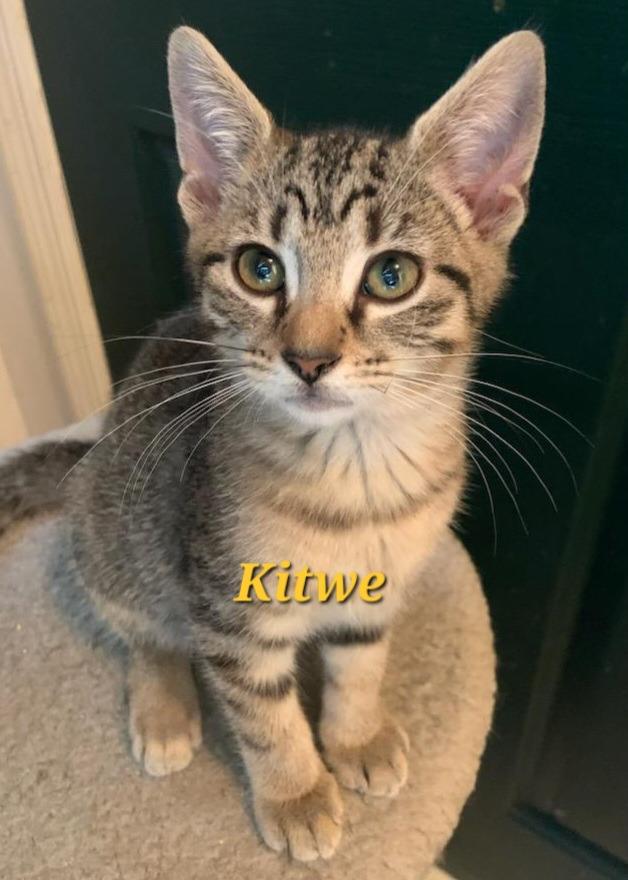 Kitwe, a Adoptable mixed breed in Fort Oglethorpe, GA image 3/4