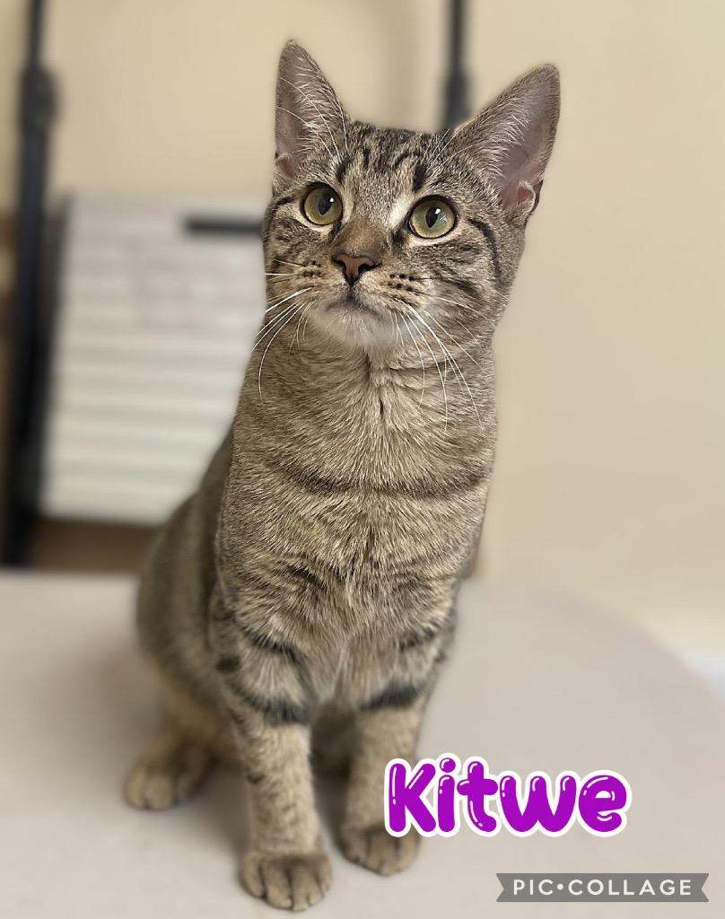 Kitwe, a Adoptable mixed breed in Fort Oglethorpe, GA image 4/4