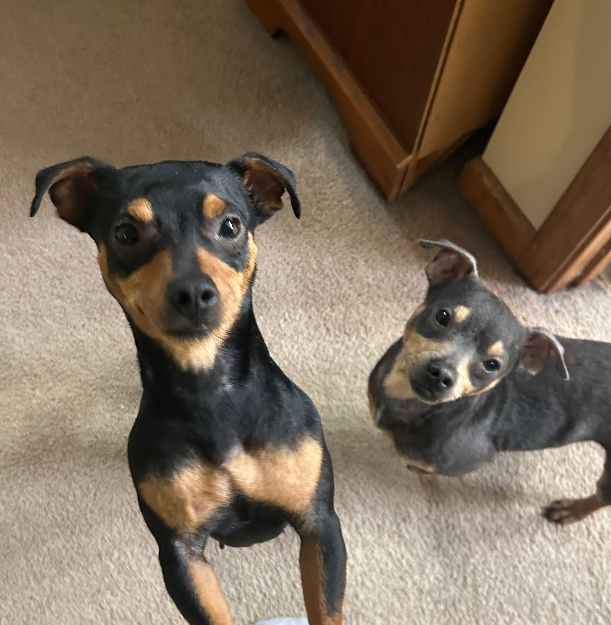 Enlarge Moe and Mary - BONDED PAIR, a Adoptable mixed breed in Jackson, GA image 3/5