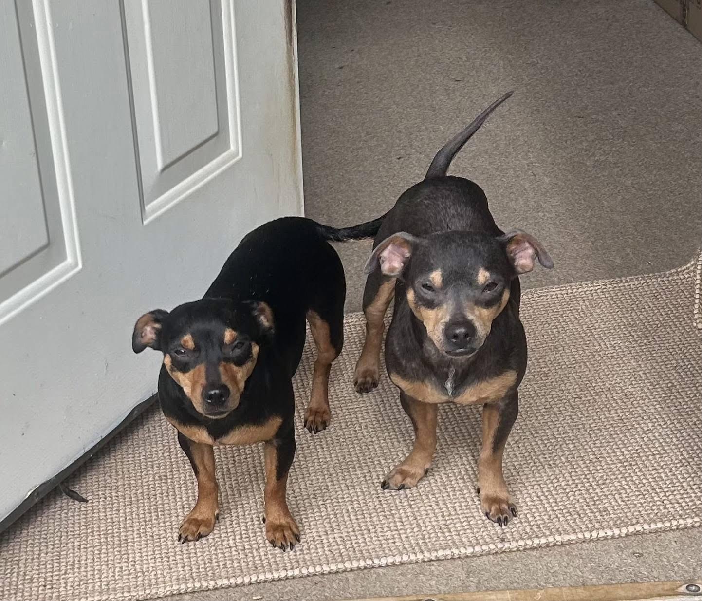 Enlarge Moe and Mary - BONDED PAIR, a Adoptable mixed breed in Jackson, GA image 5/5