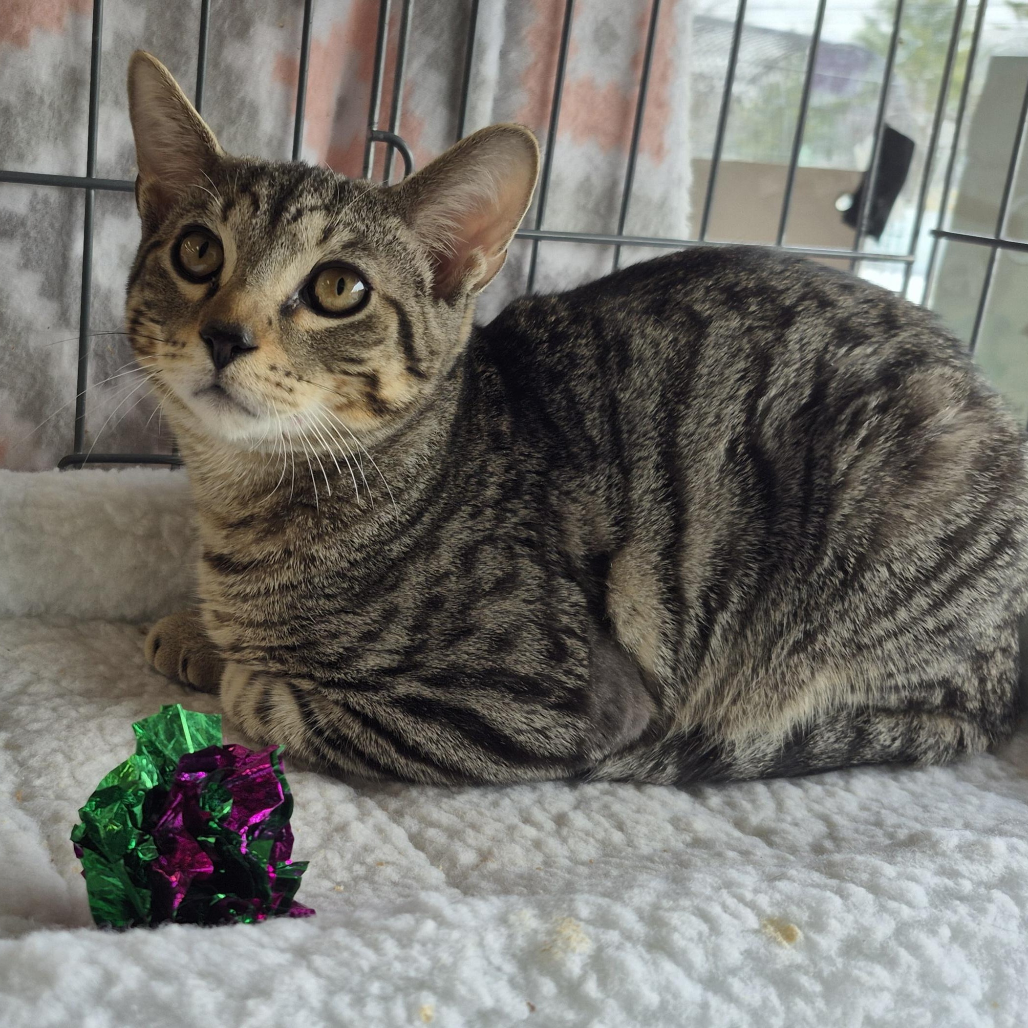 Snickers, a ADOPTABLE Domestic Short Hair in Hillsborough, NJ image 2/4