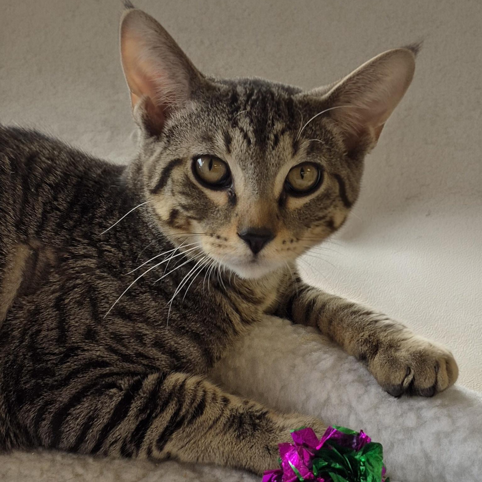 Snickers, a ADOPTABLE Domestic Short Hair in Hillsborough, NJ image 3/4