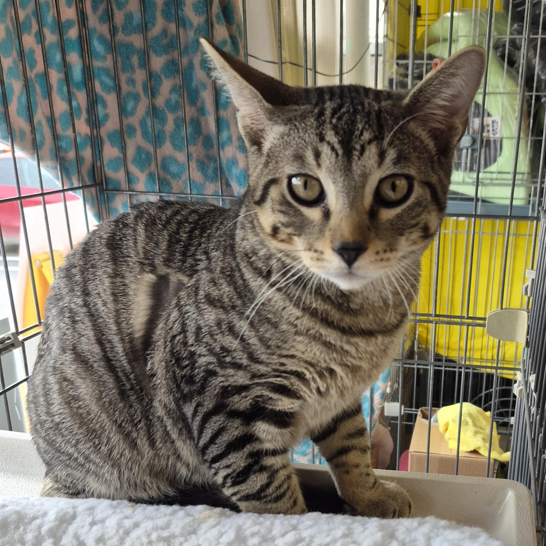 Snickers, a ADOPTABLE Domestic Short Hair in Hillsborough, NJ image 4/4