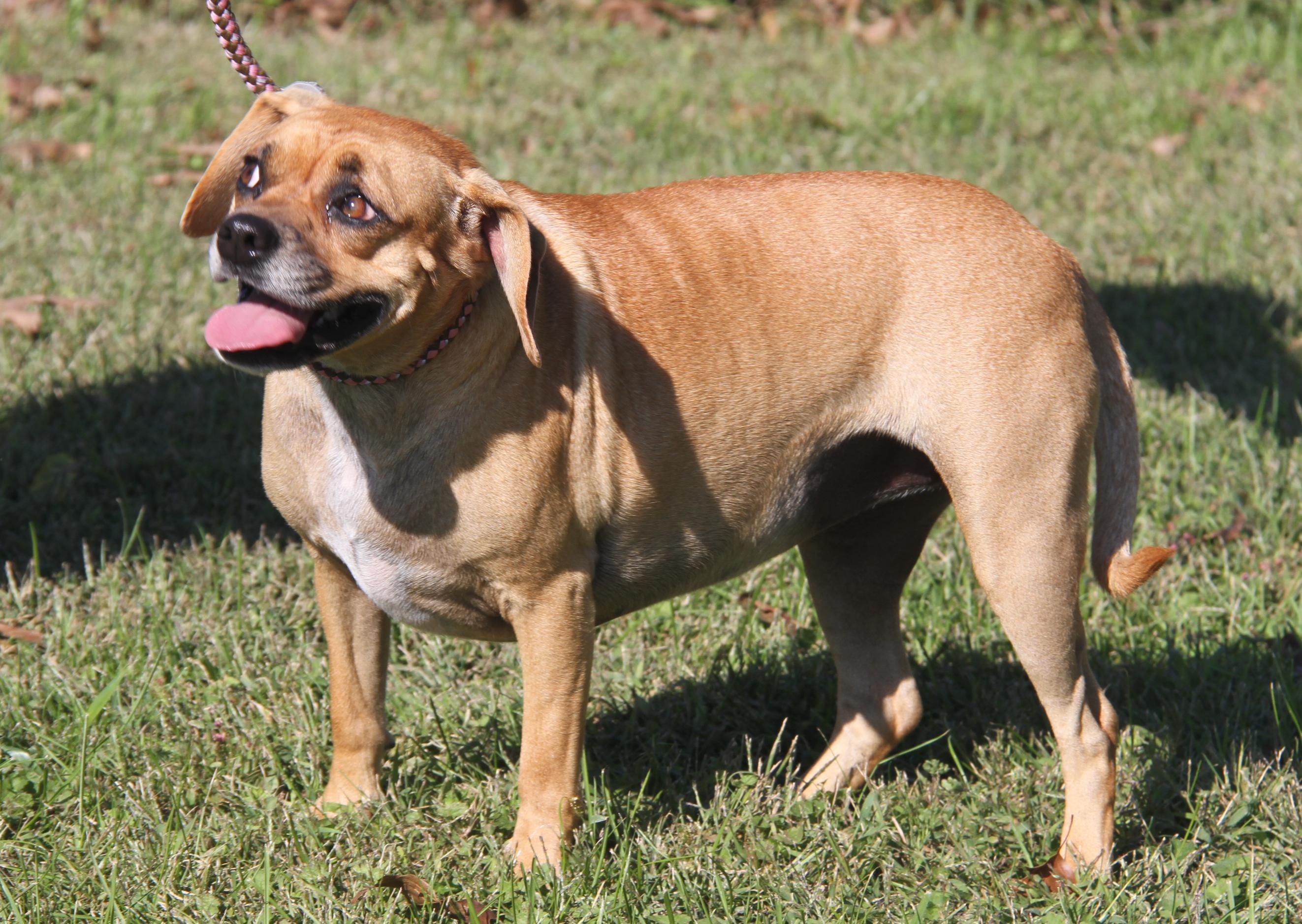 Sparrow (Spayed), an adoptable Puggle in Marietta, OH, 45750 | Photo Image 6