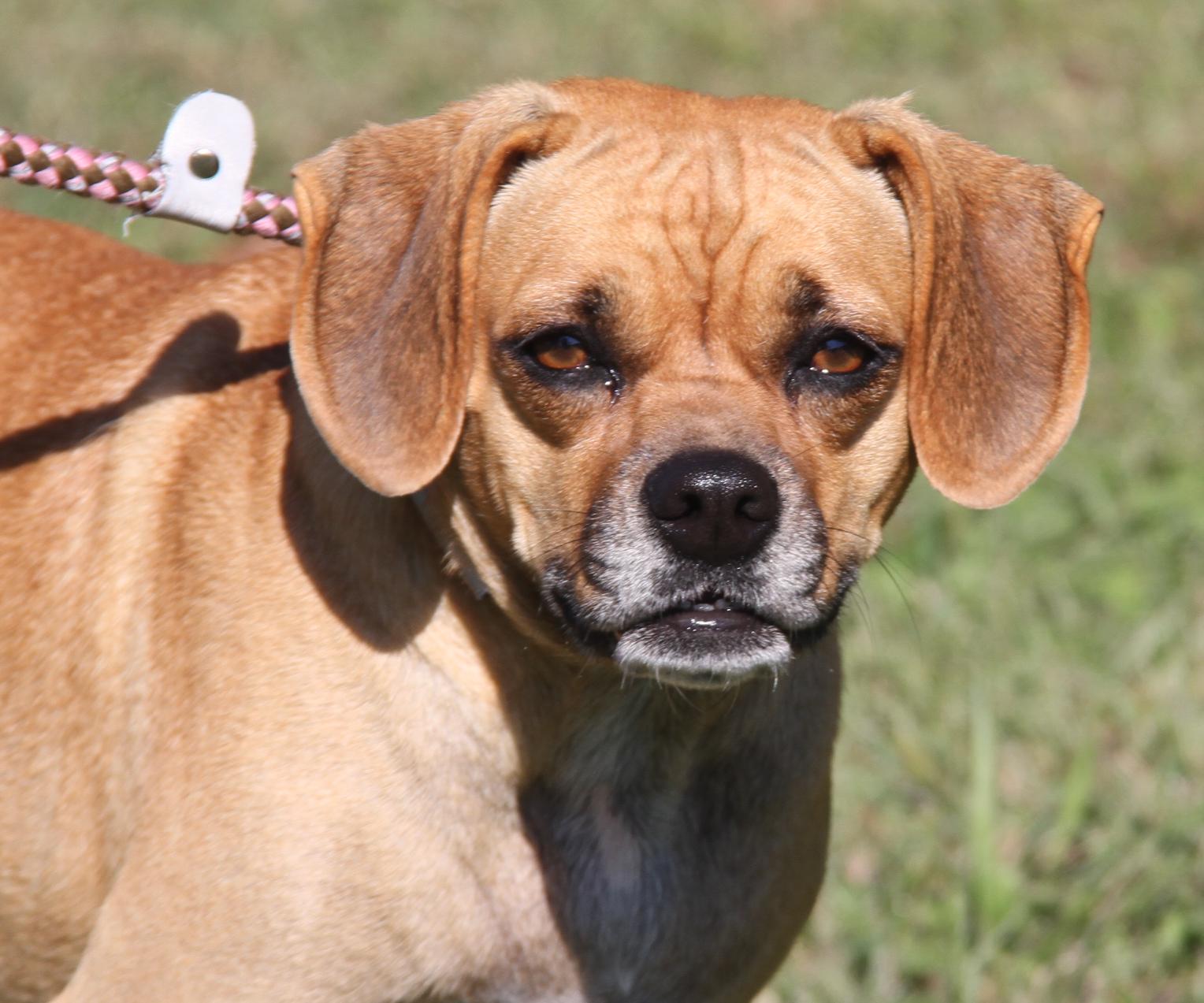 Sparrow (Spayed), an adoptable Puggle in Marietta, OH, 45750 | Photo Image 4