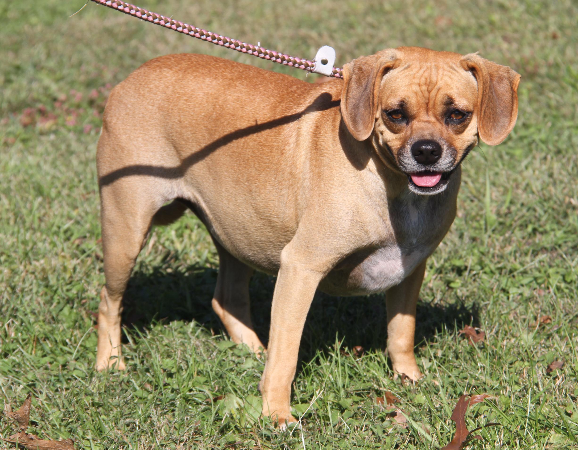 Sparrow (Spayed), an adoptable Puggle in Marietta, OH, 45750 | Photo Image 1