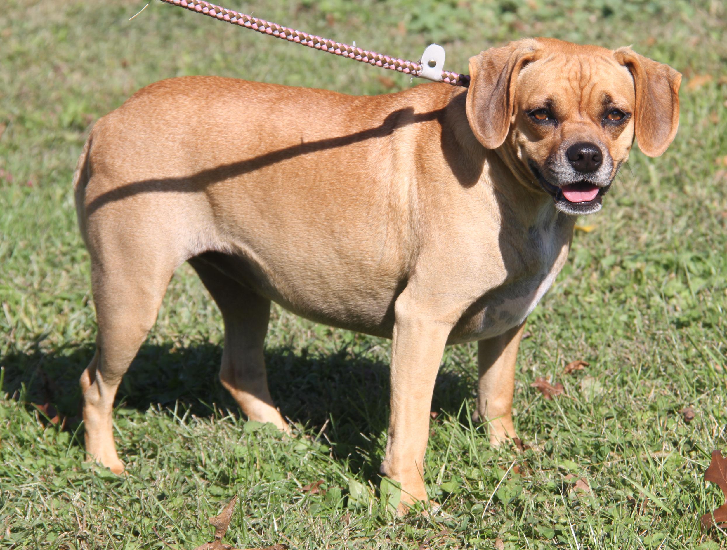 Sparrow (Spayed), an adoptable Puggle in Marietta, OH, 45750 | Photo Image 5