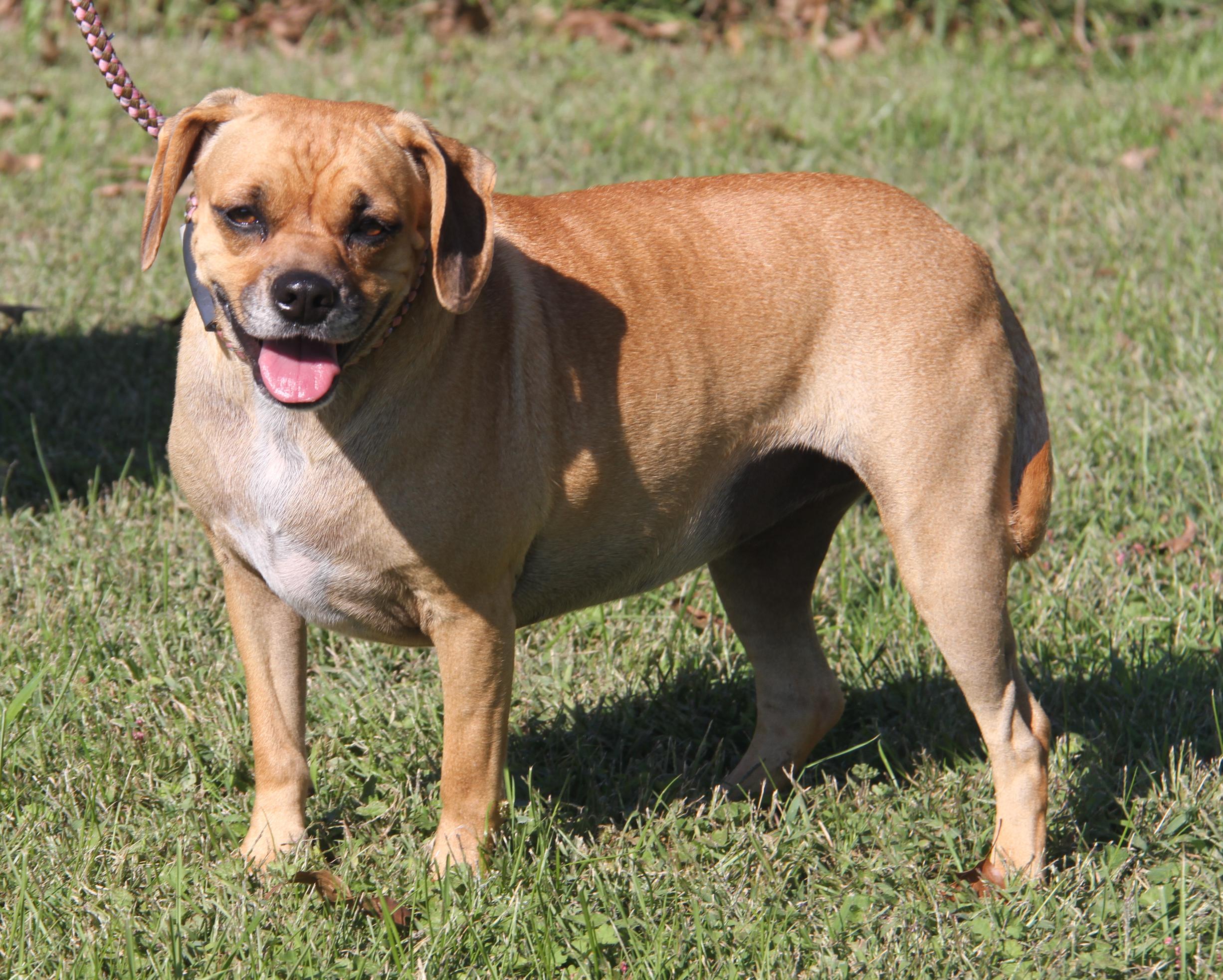 Sparrow (Spayed), an adoptable Puggle in Marietta, OH, 45750 | Photo Image 3