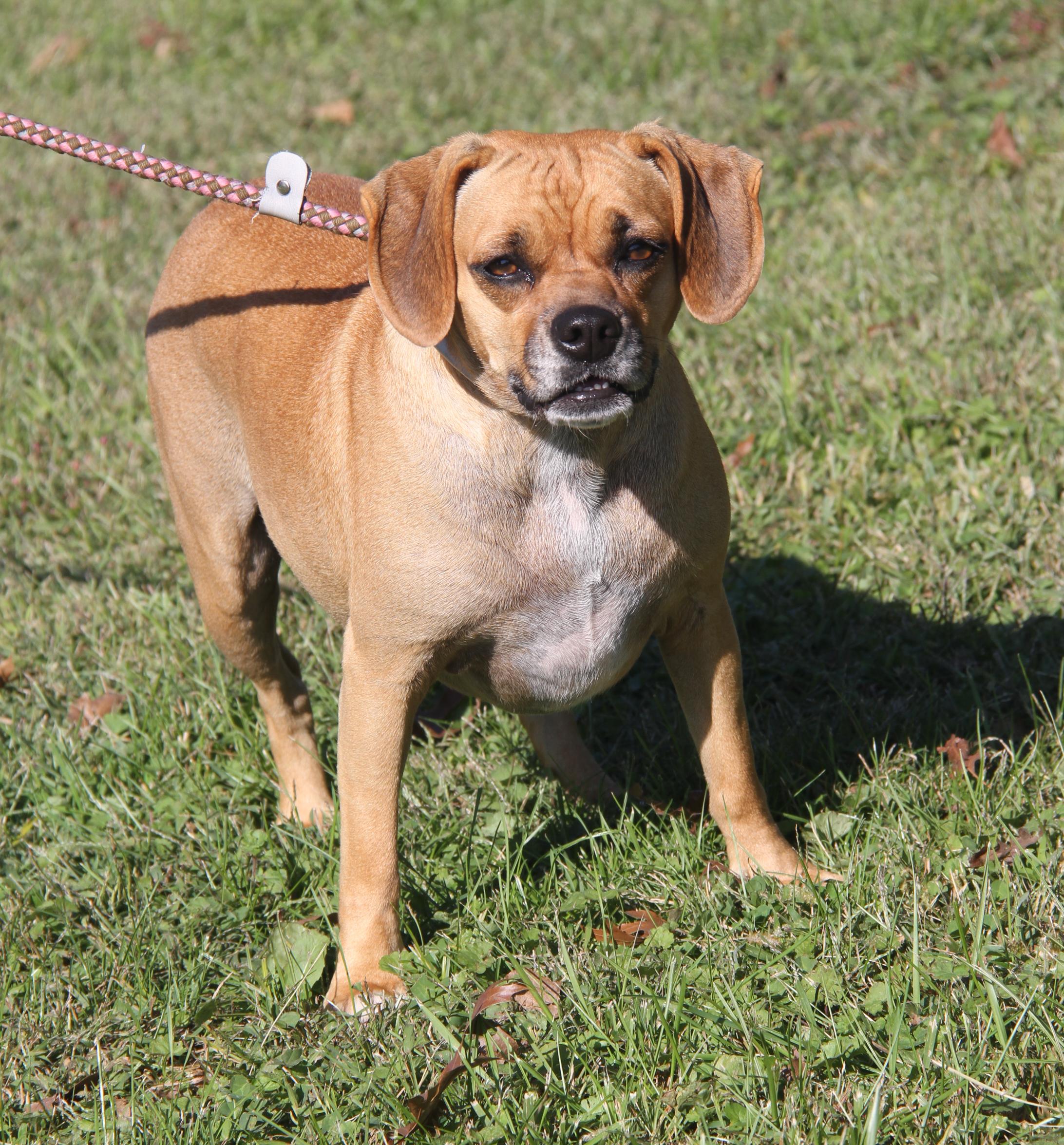 Sparrow (Spayed), an adoptable Puggle in Marietta, OH, 45750 | Photo Image 2