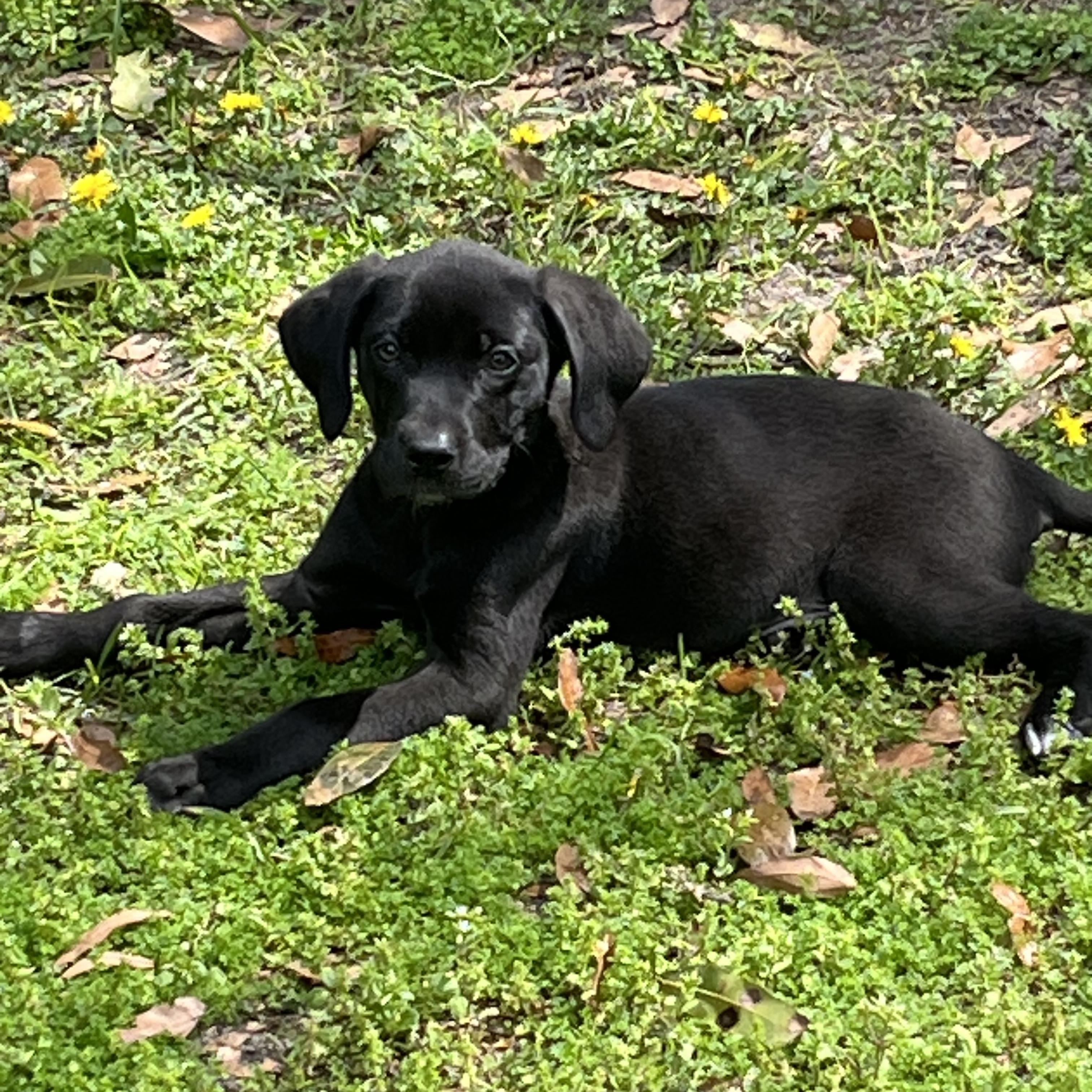 Arya, a Adoptable mixed breed in Pensacola, FL image 1/3