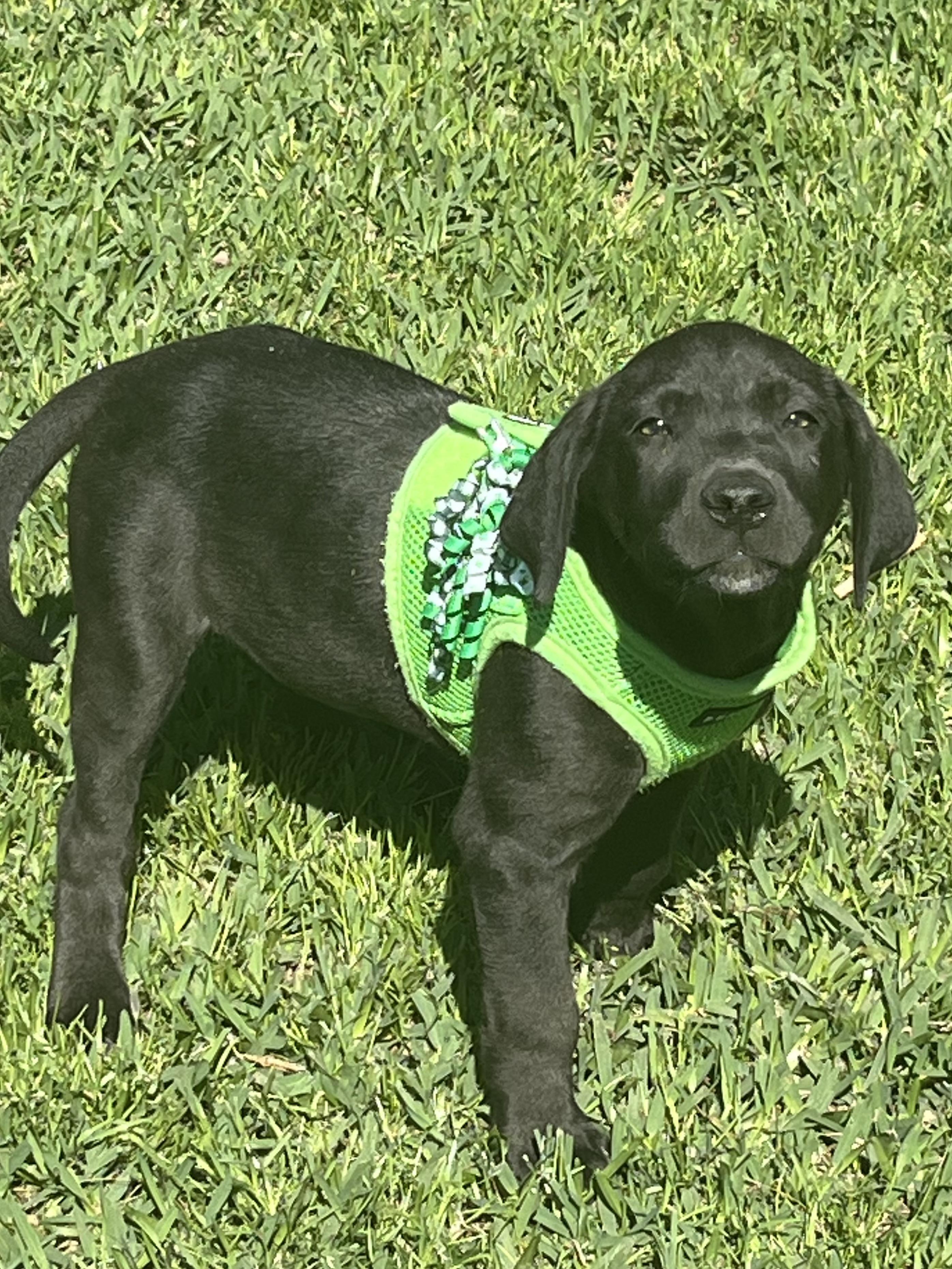Arya, a Adoptable mixed breed in Pensacola, FL image 2/3