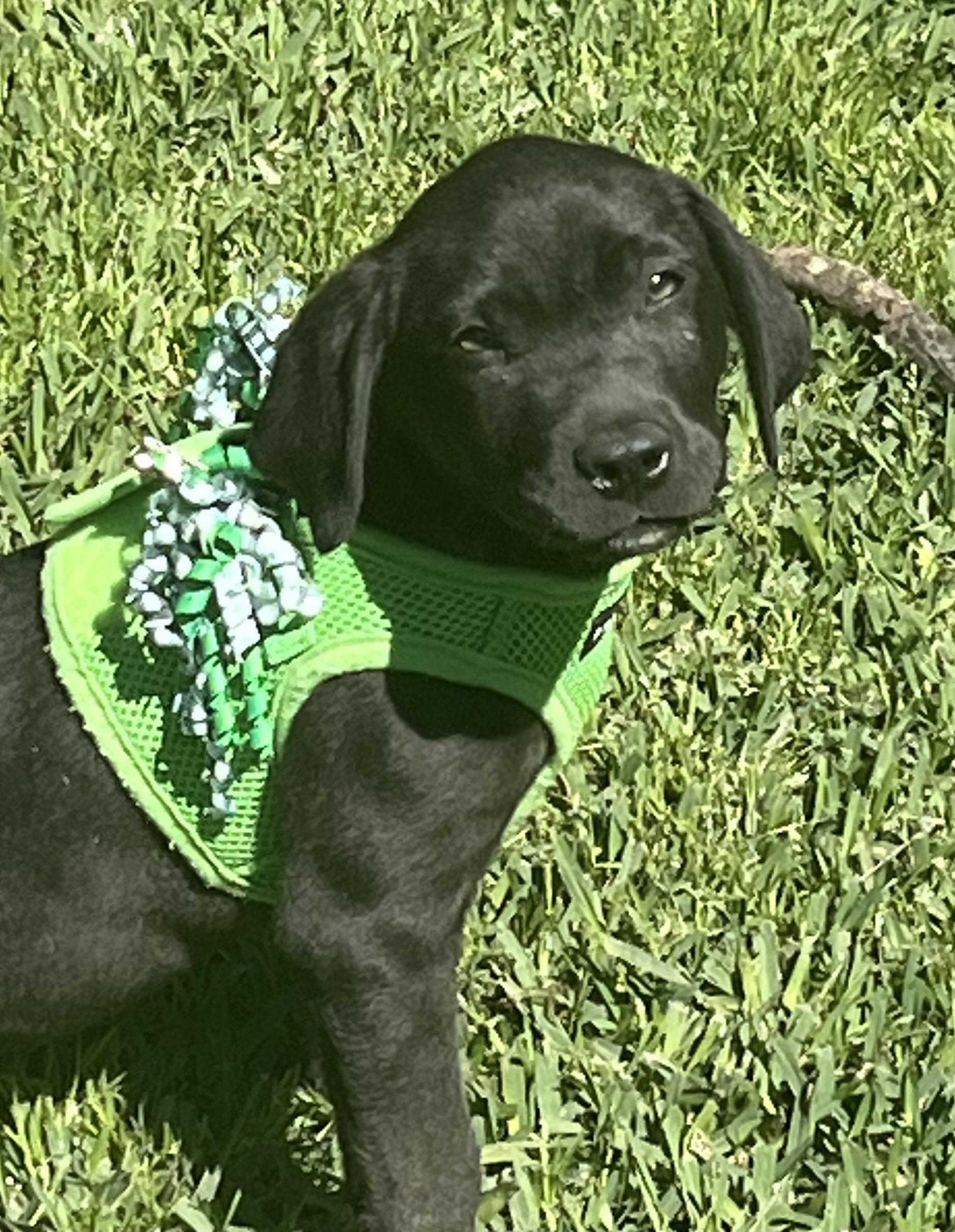 Arya, a Adoptable mixed breed in Pensacola, FL image 3/3