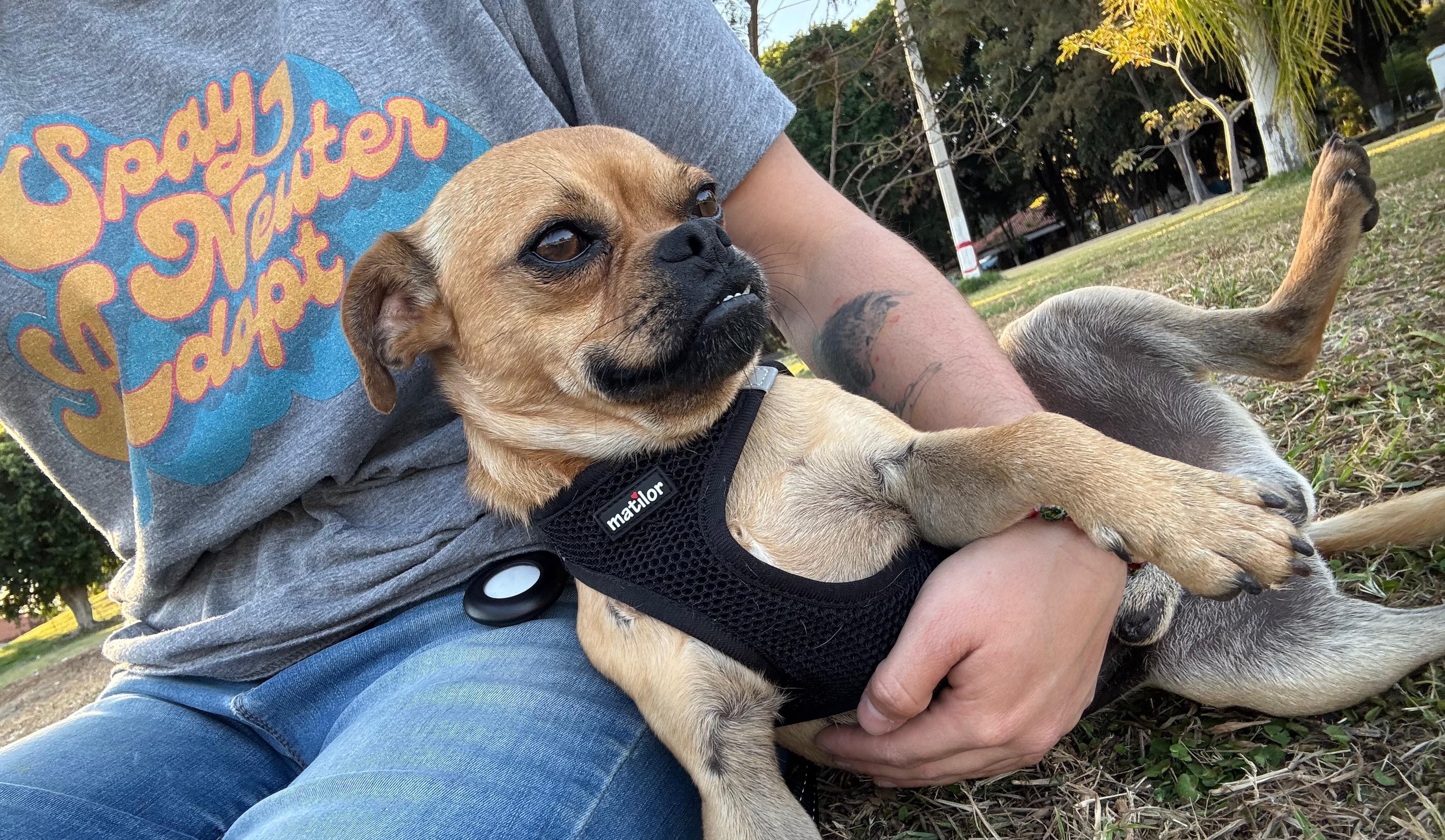 Enlarge Gabriel, a Adoptable mixed breed in Sherwood, OR image 5/6