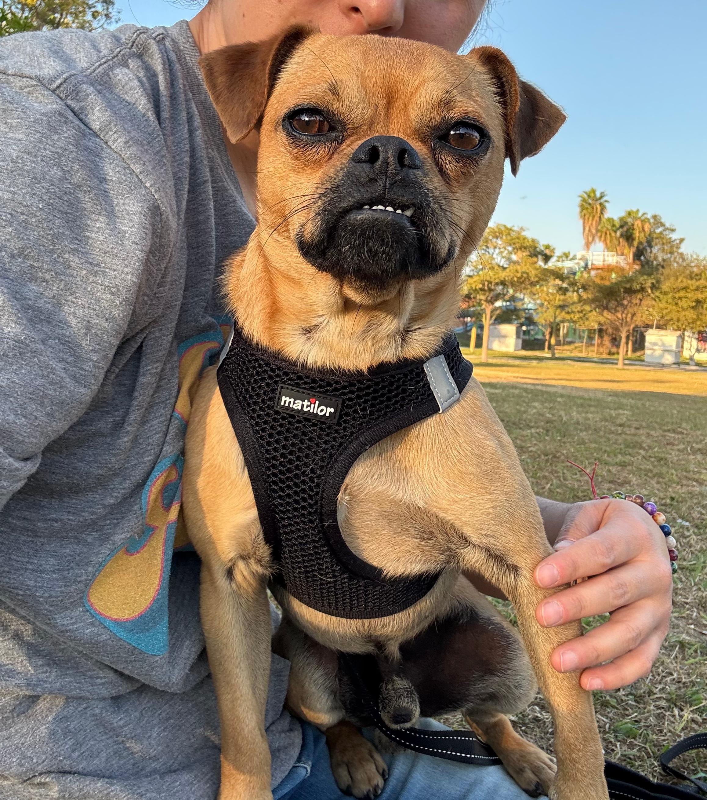 Gabriel, Adoptable, Adult Male Pug.