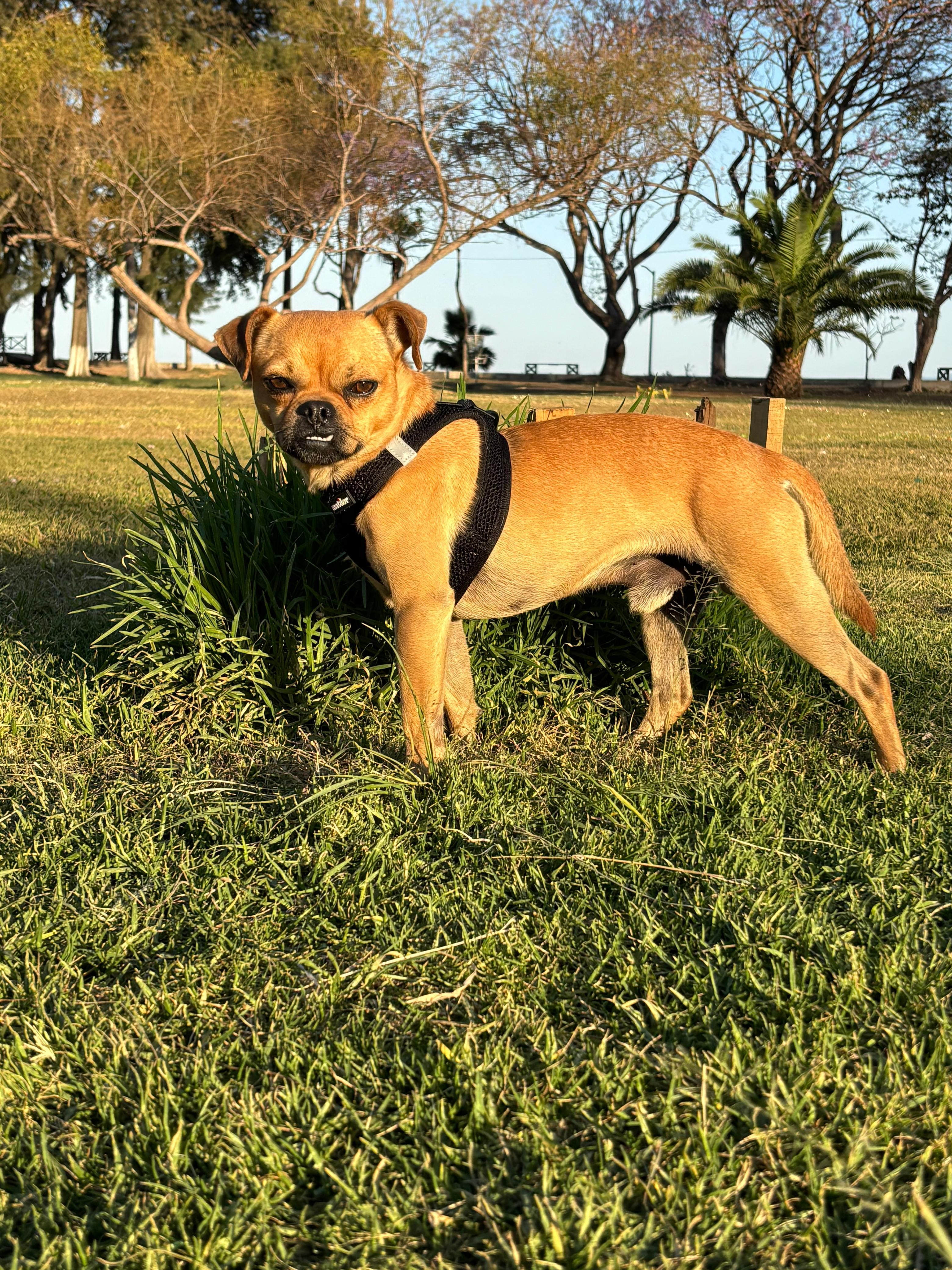 Enlarge Gabriel, a Adoptable mixed breed in Sherwood, OR image 4/6