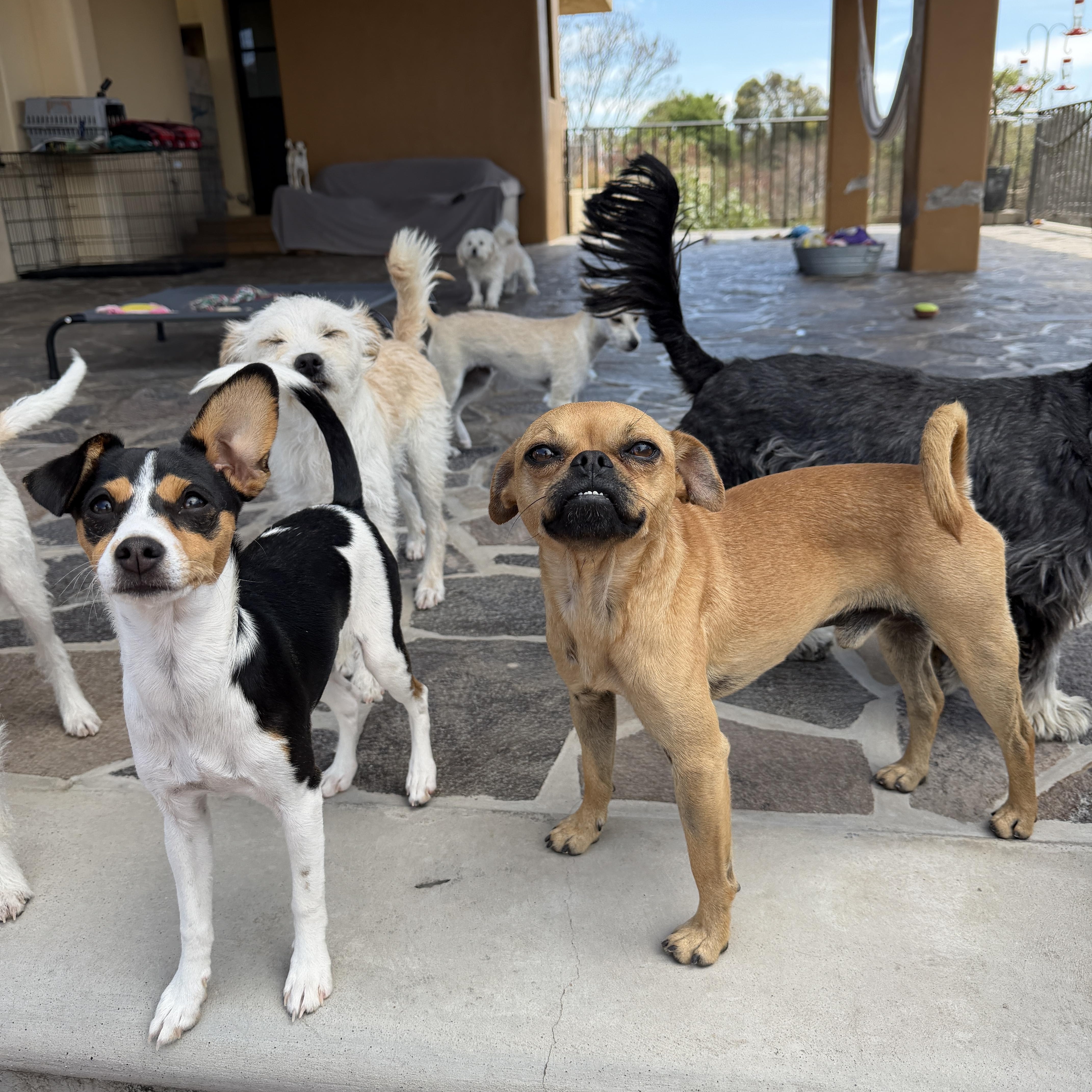Enlarge Gabriel, a Adoptable mixed breed in Sherwood, OR image 6/6