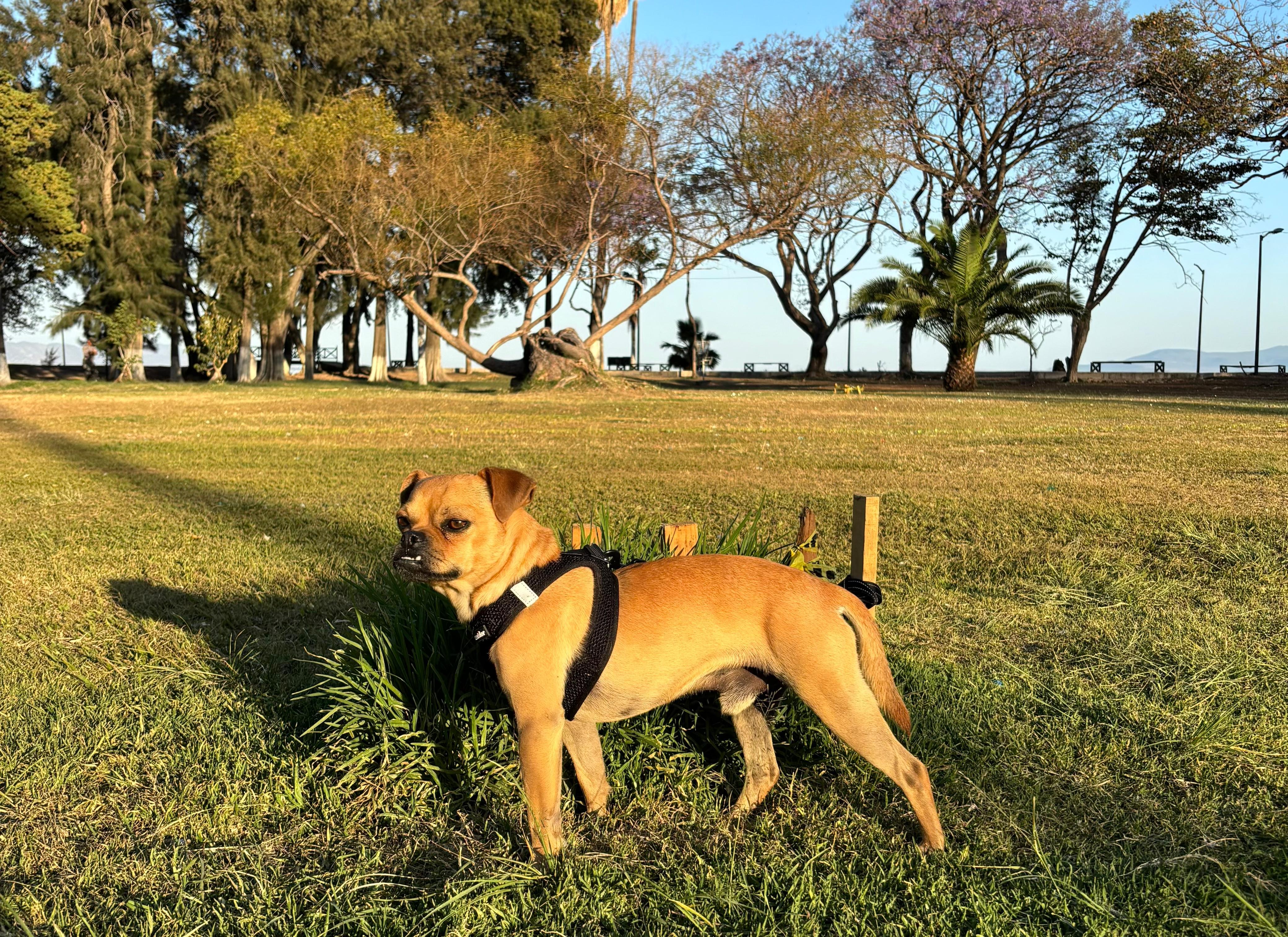Enlarge Gabriel, a Adoptable mixed breed in Sherwood, OR image 3/6