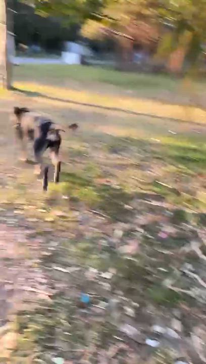 Enlarge Gabriel, a Adoptable mixed breed in Sherwood, OR video 2/6