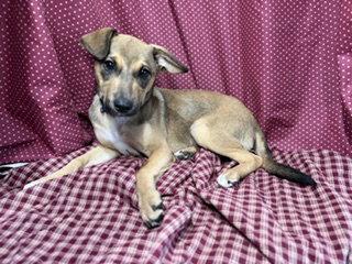 Enlarge Rikka, a Adoptable Jack Russell Terrier in Pleasanton, TX image 1/3