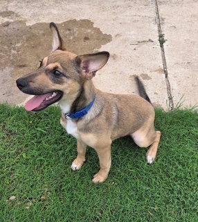Rikka, Adoptable, Puppy Female Jack Russell Terrier.