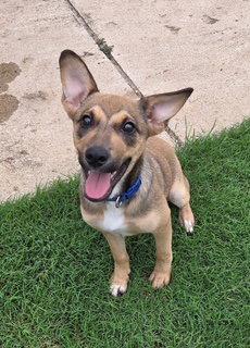 Rikka, a Adoptable Jack Russell Terrier in Pleasanton, TX image 2/3