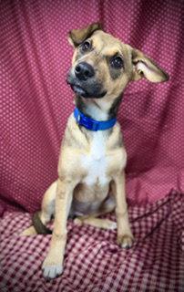 Enlarge Rikka, a Adoptable Jack Russell Terrier in Pleasanton, TX image 2/3