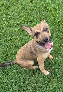 Rikka, a Adoptable Jack Russell Terrier in Pleasanton, TX image 3/3