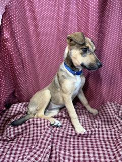 Enlarge Rikka, a Adoptable Jack Russell Terrier in Pleasanton, TX image 3/3