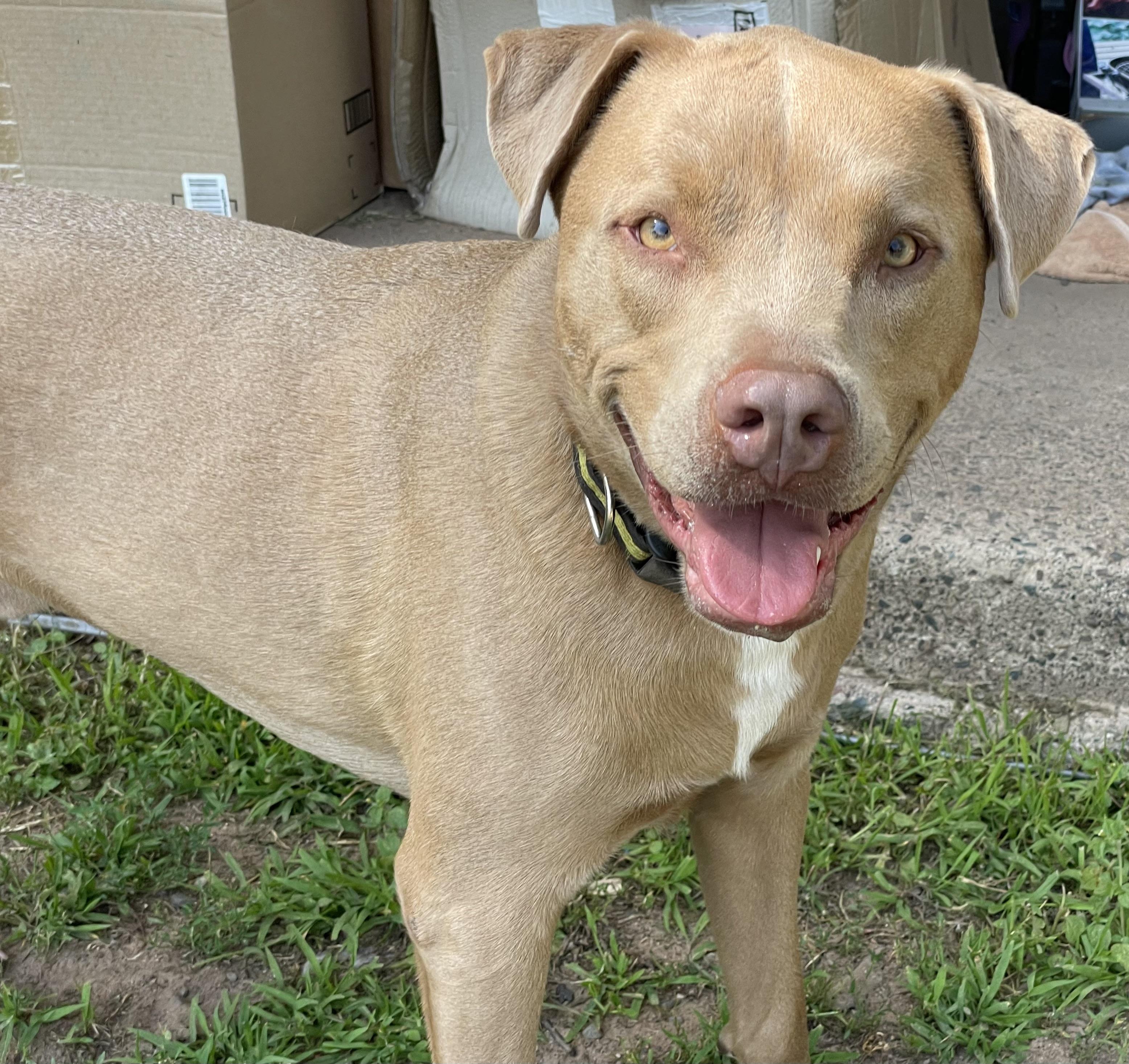 Roy, an adoptable Mixed Breed in minneapolis, MN, 55419 | Photo Image 3