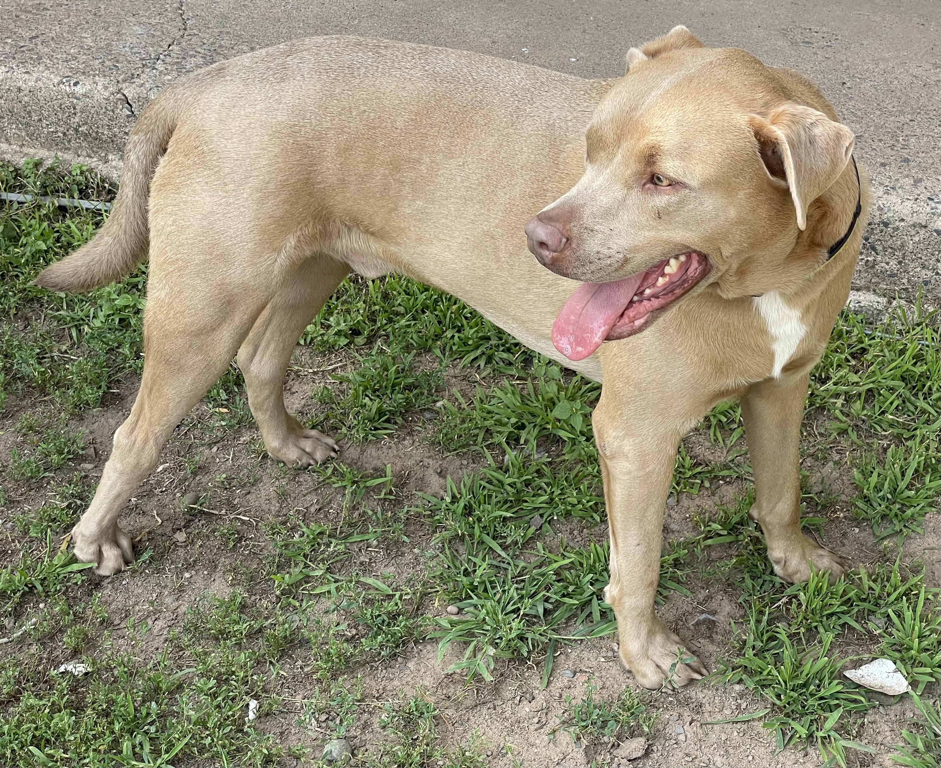 Roy, an adoptable Mixed Breed in minneapolis, MN, 55419 | Photo Image 4