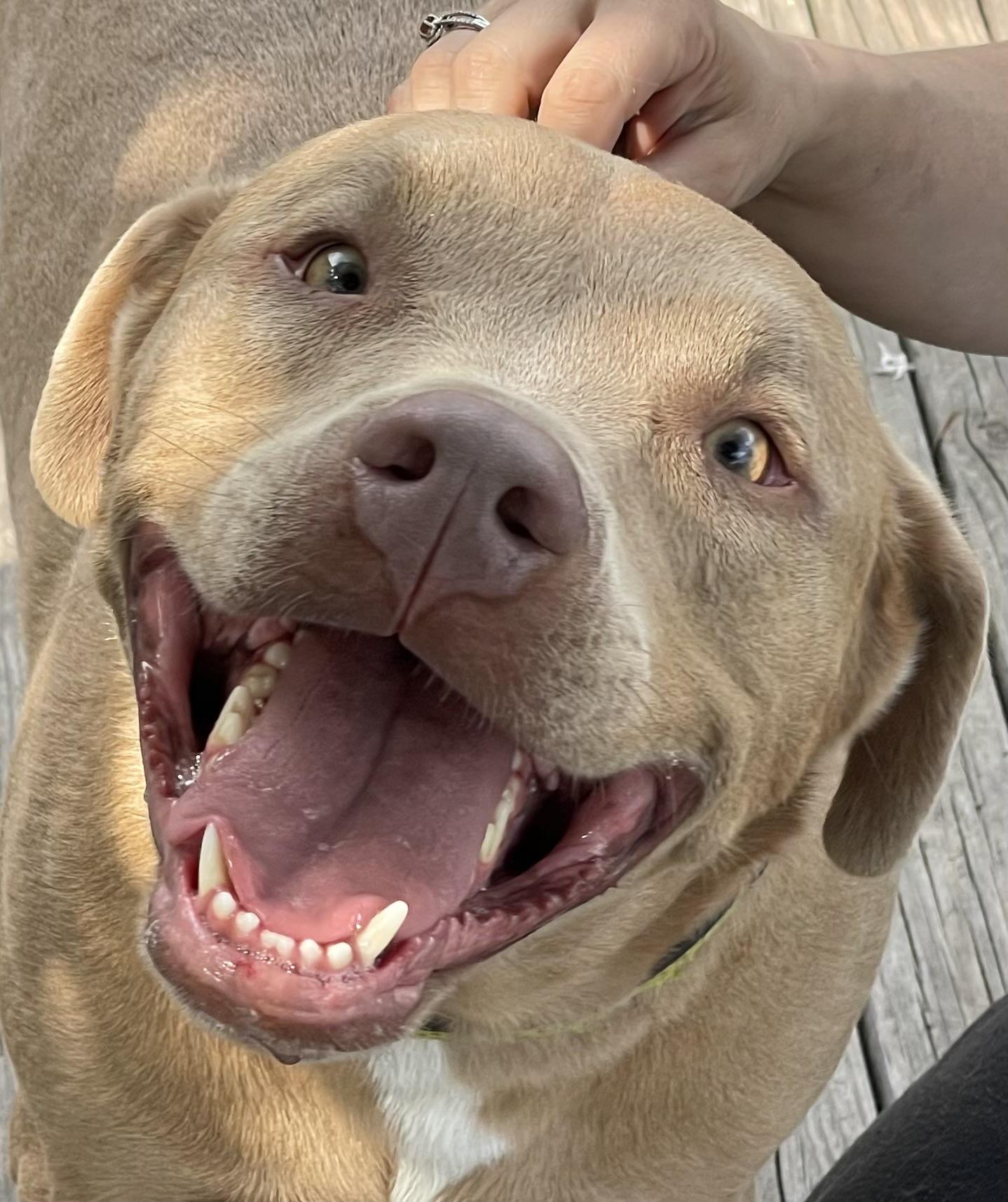 Roy, an adoptable Mixed Breed in minneapolis, MN, 55419 | Photo Image 2