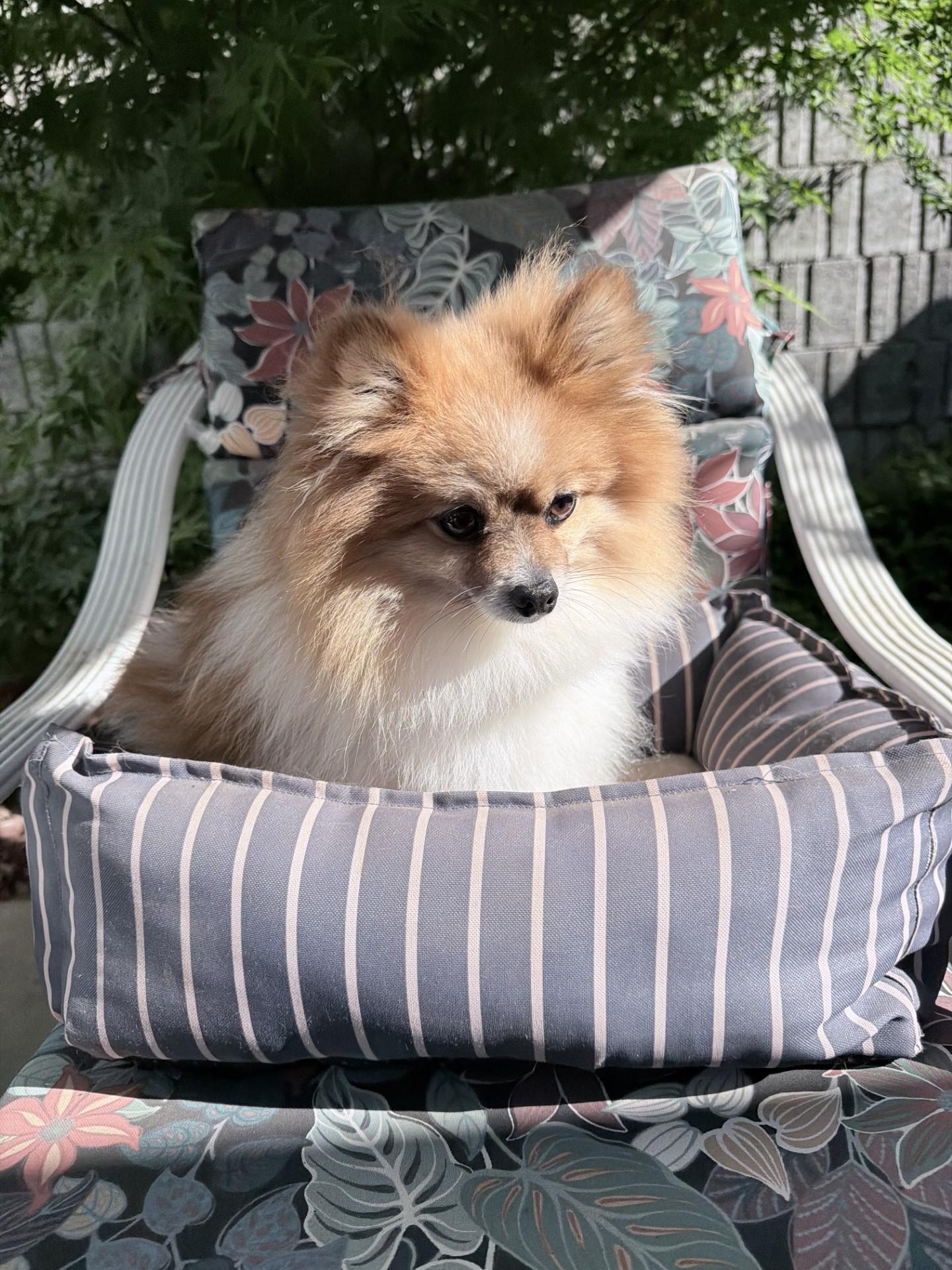 Enlarge THOR , an adopted Pomeranian in Fresno, CA image 3/4