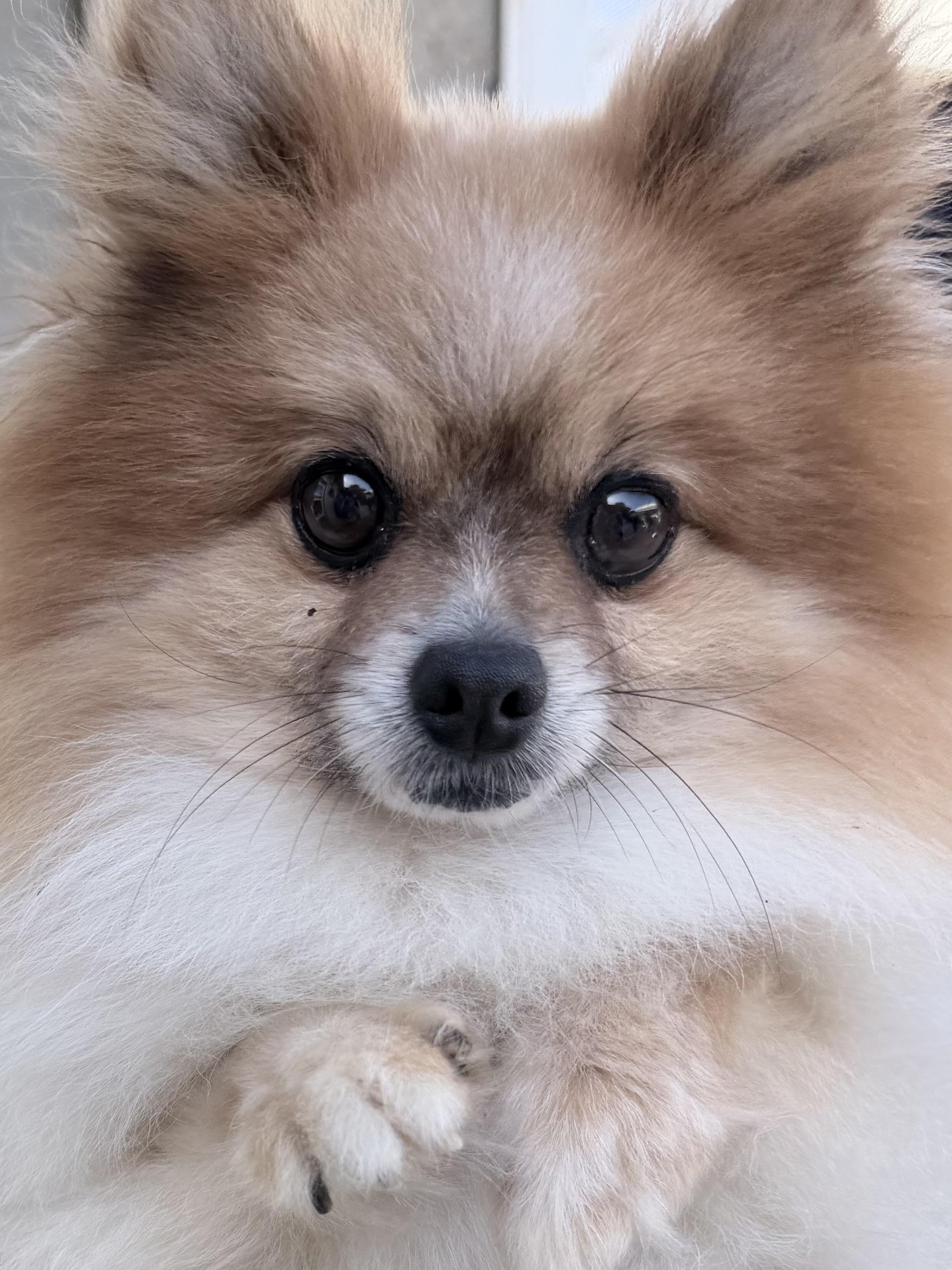 THOR , adopted, Adult Male Pomeranian.