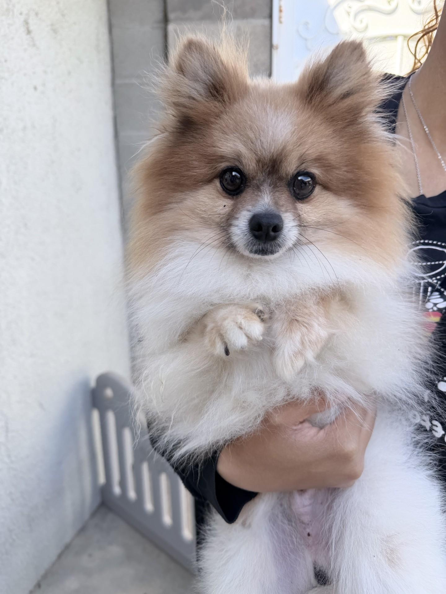 Enlarge THOR , an adopted Pomeranian in Fresno, CA image 2/4