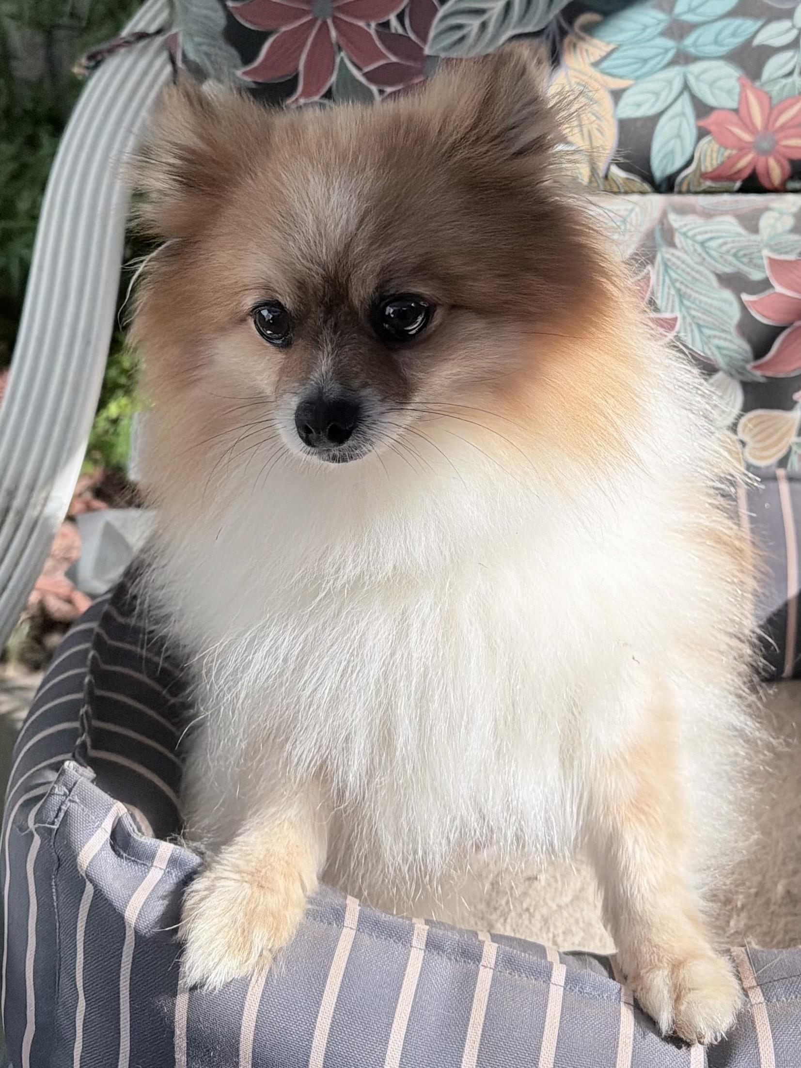 Enlarge THOR , an adopted Pomeranian in Fresno, CA image 4/4