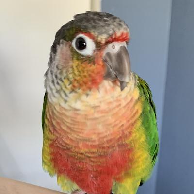 Enlarge Corona, a Adoptable Conure in Fairfax, VA image 1/3