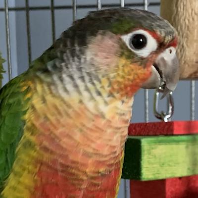 Enlarge Corona, a Adoptable Conure in Fairfax, VA image 2/3