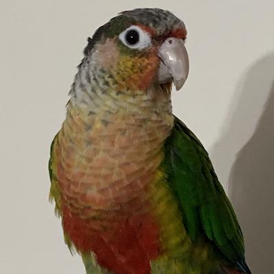 Enlarge Corona, a Adoptable Conure in Fairfax, VA image 3/3